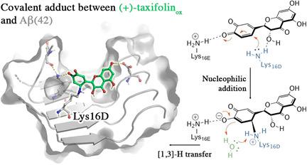 Computational Study Of The Aza Michael Addition Of The Flavonoid Taxifolin In The Inhibition Of B Amyloid Fibril Aggregation Chemistry A European Journal X Mol