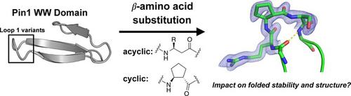Evaluation of β‐Amino Acid Replacements in Protein Loops: Effects on ...
