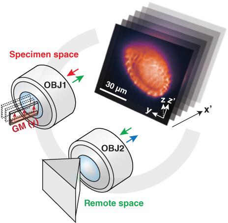 Oblique scanning 2‐photon light‐sheet fluorescence microscopy for rapid ...