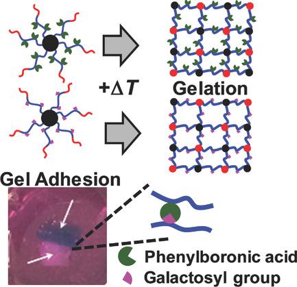 Macroscopic Adhesion Of Thermoreversible ABC Triblock Copolymer‐Based ...