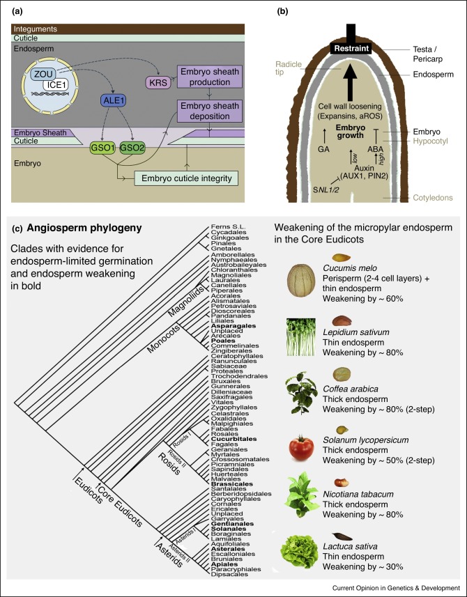 种子的组织和细胞力学,Current Opinion in Genetics & Development - X-MOL
