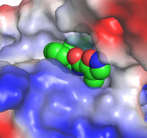 Structural Insights into the Induced-fit Inhibition of Fascin by a ...