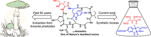 Synthesis of the Death-Cap Mushroom Toxin α-Amanitin,Journal of the ...