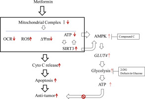 SIRT3 aggravates metformin-induced energy stress and apoptosis in ...