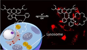 A rhodamine-based fluorescent probe for the detection of lysosomal pH ...