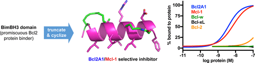 Bicyclic Helical Peptides as Dual Inhibitors Selective for Bcl2A1 and ...