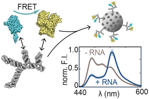 Optimized Assembly Of A Multifunctional RNA-Protein Nanostructure In A ...