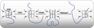 Dynamics of E. coli single stranded DNA binding (SSB) protein-DNA ...