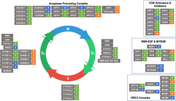 Cell Cycle Regulation Rfx Redox regulation of cell proliferation: Bioinformatics and redox ...
