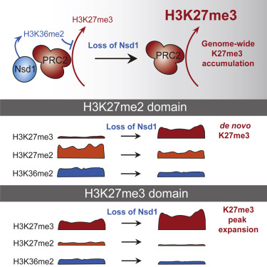 The H3K36me2 Methyltransferase Nsd1 Demarcates PRC2-Mediated H3K27me2 ...