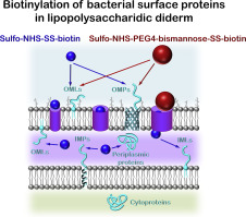 Differential Biotin Labelling Of The Cell Envelope Proteins In Lipopolysaccharidic Diderm Bacteria Exploring The Proteosurfaceome Of Escherichia Coli Using Sulfo Nhs Ss Biotin And Sulfo Nhs Peg4 Bismannose Ss Biotin Journal Of Proteomics X Mol