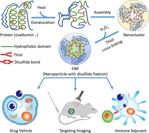 Self-Templated, Green-Synthetic, Size-Controlled Protein Nanoassembly ...