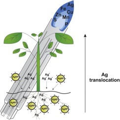 通过离子组学方法评估转基因和非转基因大豆植物在纳米银培养后宏观和微量营养素稳态的变化,Journal of Trace Elements in ...