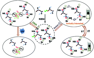 Methionine-based Cationic Polypeptide/polypeptide Block Copolymer With ...