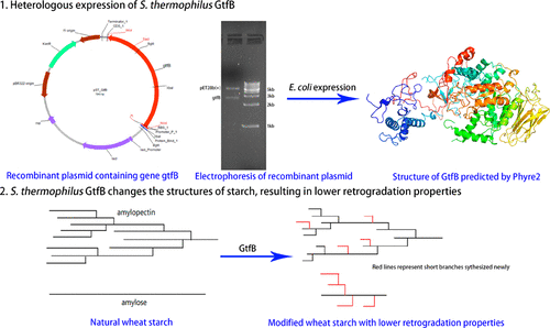 Wheat Starch With Low Retrogradation Properties Produced By Modification Of The Gtfb Enzyme 4 6 A Glucanotransferase From Streptococcus Thermophilus Journal Of Agricultural And Food Chemistry X Mol