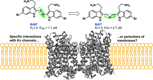 Synthetic Analogues of the Snail Toxin 6-Bromo-2-mercaptotryptamine ...