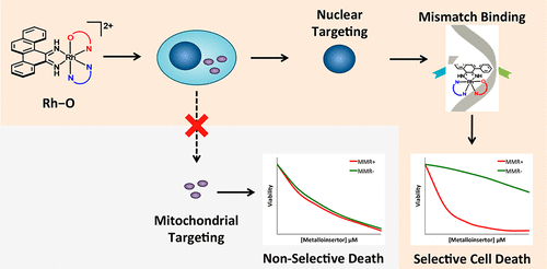 对错配修复缺陷癌症具有选择性毒性的一系列铑配合物,Journal of the American Chemical Society - X-MOL
