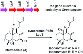 Labdane Ms Fragments Isolation and biosynthesis of labdanmycins: four new labdane diterpenes ...
