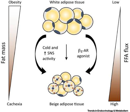 Weight Loss And Adipose Tissue Browning In Humans The Chicken Or The 
