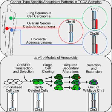 Genomic and Functional Approaches to Understanding Cancer Aneuploidy ... Biology Diagrams