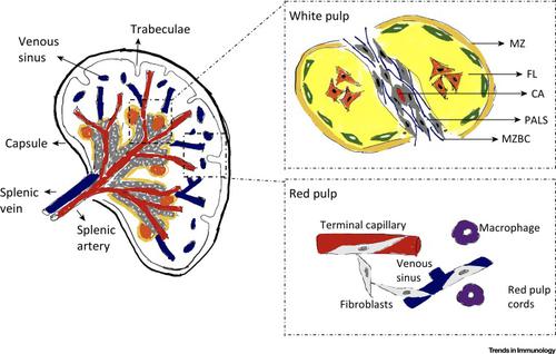 脾基质细胞的起源和免疫功能,Trends in Immunology - X-MOL