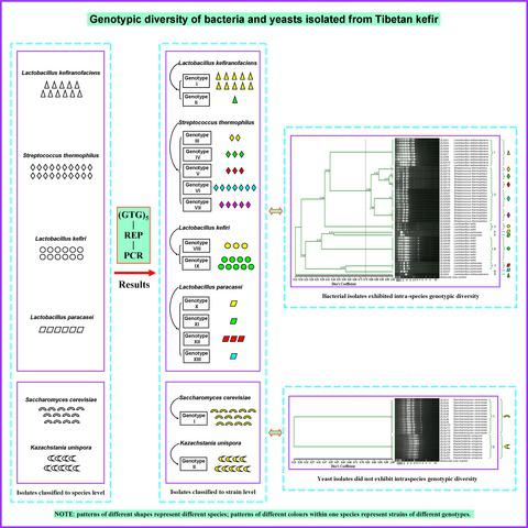 Genotypic diversity of bacteria and yeasts isolated from Tibetan kefir ...