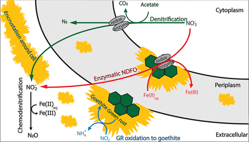 Identifying And Quantifying The Intermediate Processes During Nitrate ...