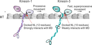 Structural Delineation of the Neck Linker of Kinesin-3 for Processive ...