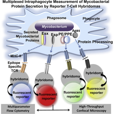 Multiplexed Quantitation Of Intraphagocyte Mycobacterium Tuberculosis Secreted Protein Effectors Cell Reports X Mol