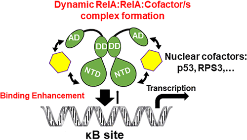 Protein Cofactors Are Essential For High Affinity Dna Binding By The Nuclear Factor Kb Rela Subunit Biochemistry X Mol