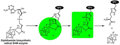 noncanonical-radical-sam-enzyme-chemistry-learned-from-diphthamide