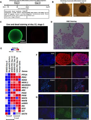 Generation Of Hepatocyte And Endocrine Pancreatic Like Cells From Human Induced Endodermal Progenitor Cells Plos One X Mol x mol