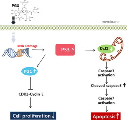 1 2 3 4 6 Penta O Galloyl B D Glucose Suppresses Colon Cancer Through Induction Of Tumor Suppressor Bioorganic Medicinal Chemistry Letters X Mol