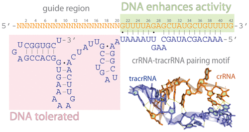 Chimeric Guides Probe And Enhance Cas9 Biochemical Activity Biochemistry X Mol