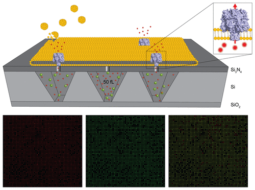 Transparent Nanopore Cavity Arrays Enable Highly Parallelized Optical ...