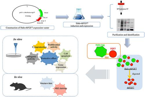 Effective Protection on Acute Liver Injury by Halo Tag‐Flanked ...