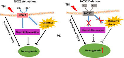 Nadph oxidase 2 deletion enhances neurogenesis following traumatic