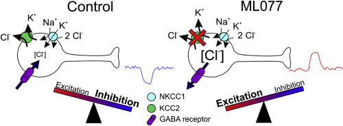 氯离子协同转运蛋白 KCC2 对于 SCN 中的 GABA 能抑制至关重要,Neuropharmacology - X-MOL