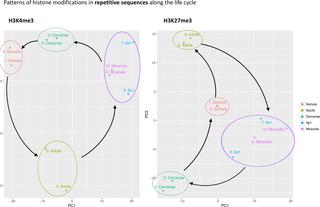 Histone methylation changes are required for life cycle progression in the  human parasite Schistosoma mansoni