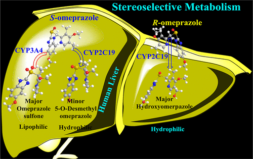 Stereoselective Metabolism Of Omeprazole By Cytochrome P450 2c19 And