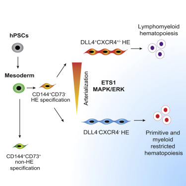 Activation Of The Arterial Program Drives Development Of Definitive Hemogenic Endothelium With Lymphoid Potential Cell Reports X Mol