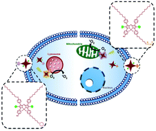 Functional Aza Boron Dipyrromethenes For Subcellular Imaging And Organelle Specific Photodynamic Therapy Journal Of Materials Chemistry B X Mol