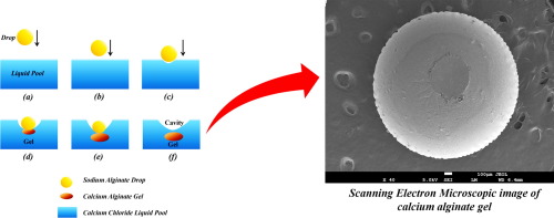 液池浓度对化学反应性液滴撞击胶凝过程的影响,Journal of Colloid and Interface Science - X-MOL