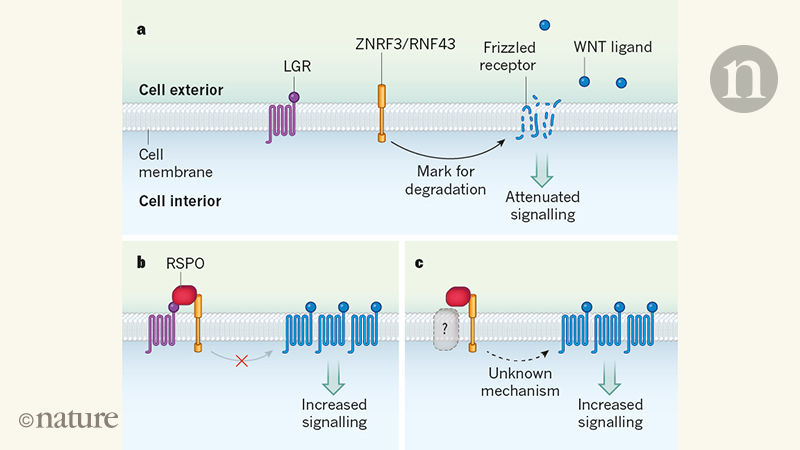 Wnetdt2 重新思考 WNT 信号,Nature - X-MOL