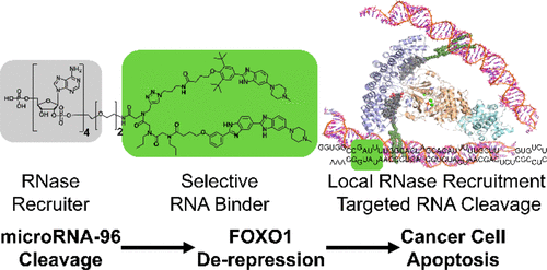 Small Molecule Targeted Recruitment of a Nuclease to RNA,Journal of the ...
