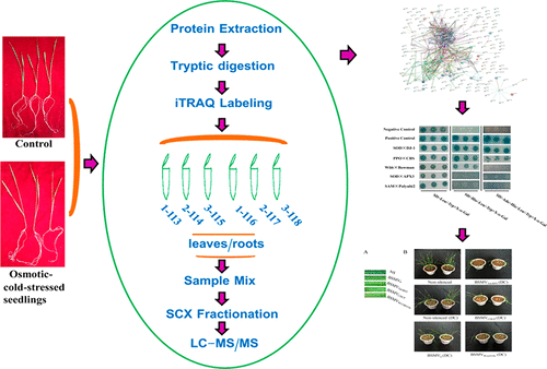 Identification of Proteins Using iTRAQ and Virus-Induced Gene Silencing ...