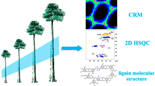 Revealing the Topochemistry and Structural Features of Lignin during ...