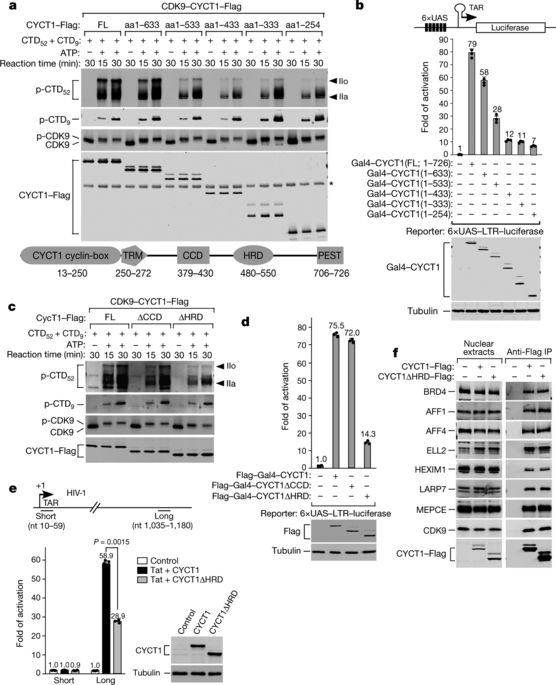 Phase-separation Mechanism For C-terminal Hyperphosphorylation Of RNA ...