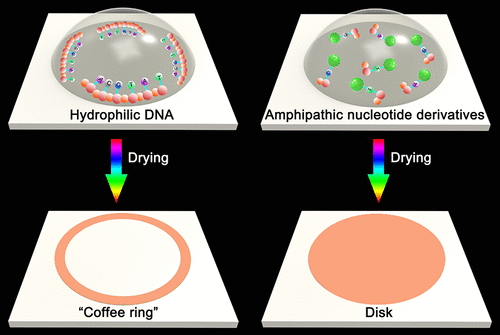 Redefining Molecular Amphipathicity in Reversing the “Coffee-Ring Effect”:  Implications for Single Base Mutation Detection | Langmuir