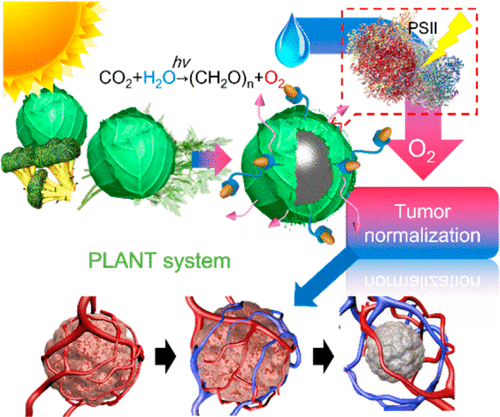 Normalizing Tumor Microenvironment Based on Photosynthetic Abiotic ...